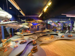 Μουσείο «Θάλασσα»